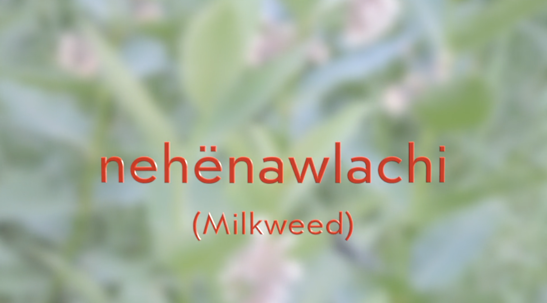 Pictured: milkweed.